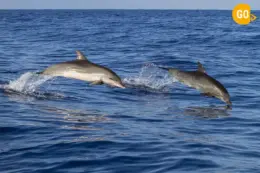 Dolphin Watching Tour Muscat Gallery
