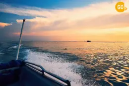 Dolphin Watching Tour Muscat Gallery