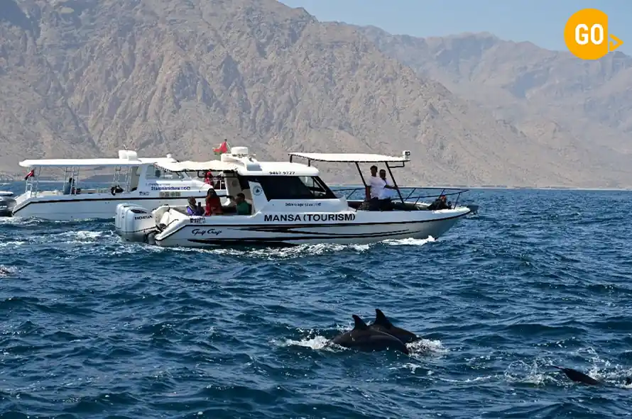 Dolphin Watching Tour Muscat Gallery
