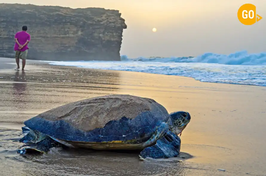 Ras Al Jinz Omana 11