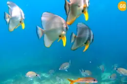 snorkeling in mirbat tour