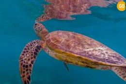 Top 10 Mirbat snorkeling spots