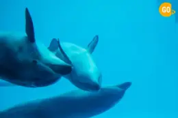 Snorkeling In Mirbat Near Salalah