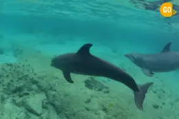 Best Dolphins Watching in Salalah trip