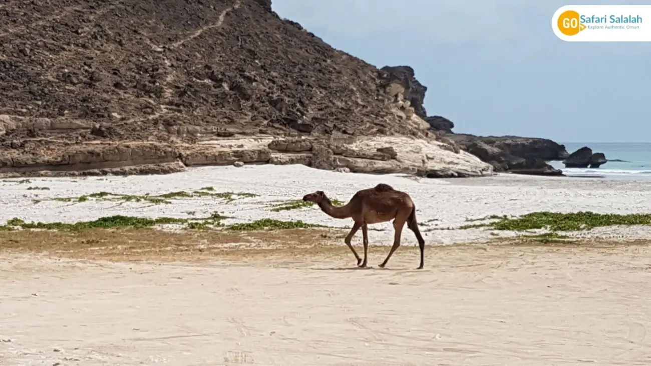 Salalah beach tours