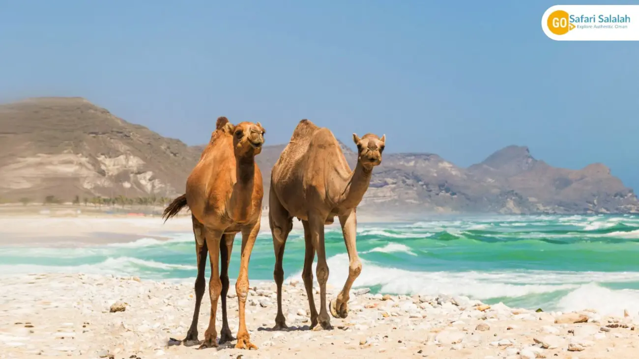 oman salalah packages