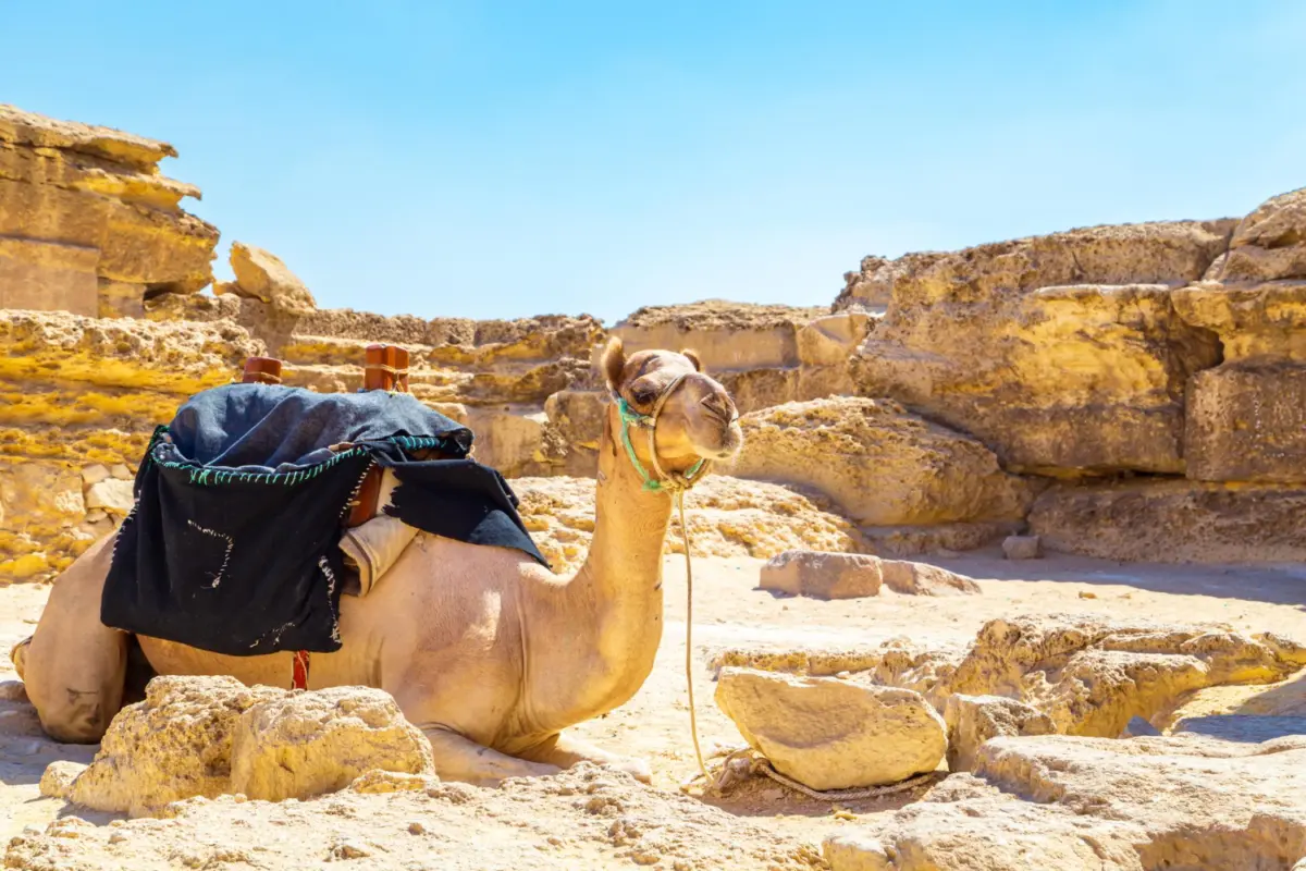 salalah trip tour package