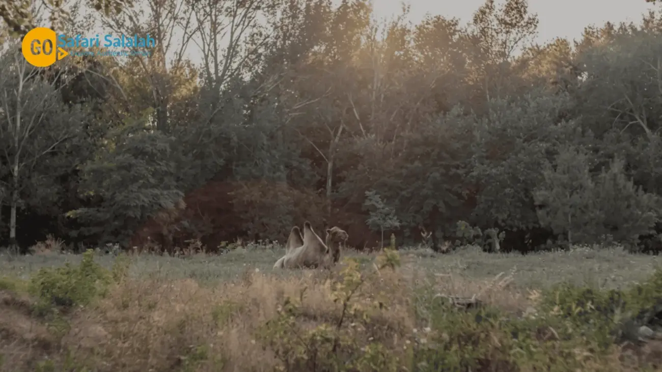 Camel Encounters salalah monsoon season