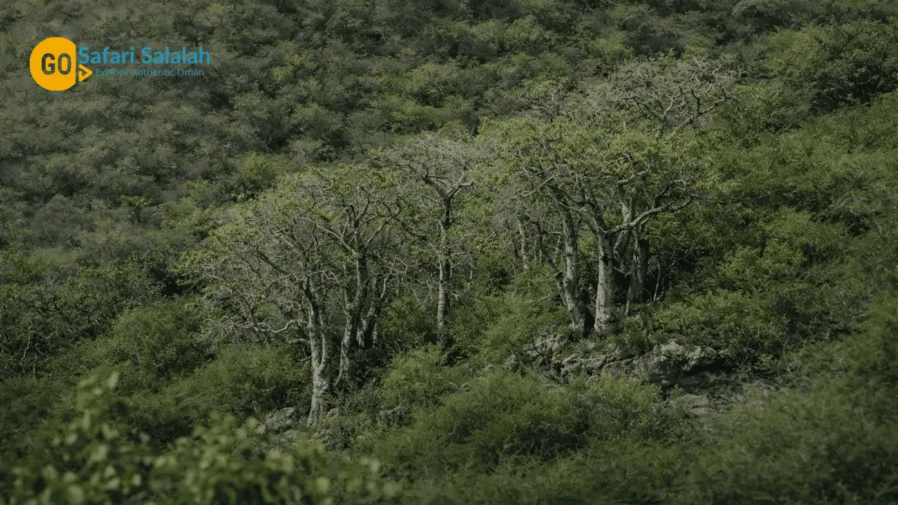 salalah khareef festival the baobab forest in oman