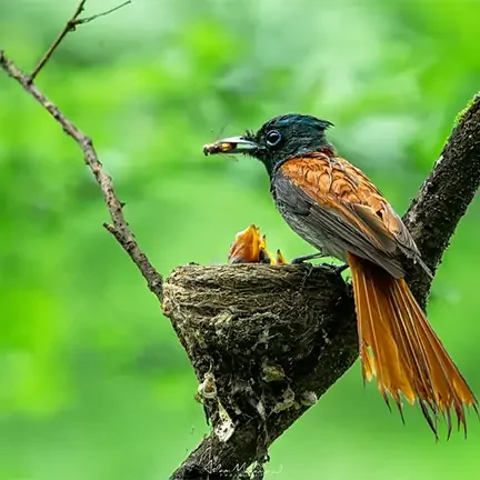 Birdwatching tours Salalah