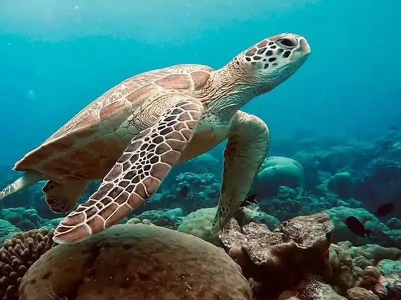 Daymaniyat-Islands-Boat-Trip