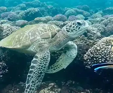 Daymaniyat-Islands-Boat-Trip