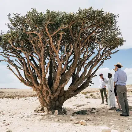 Frankincense in Oman