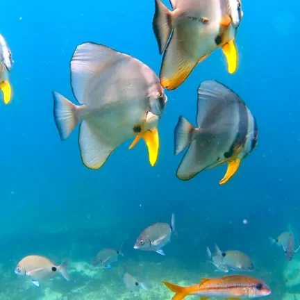 snorkeling in mirbat tour