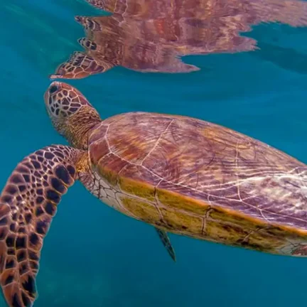 Top 10 Mirbat snorkeling spots