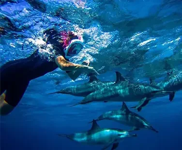 Swimming-With-Dolphins-in-Salalah