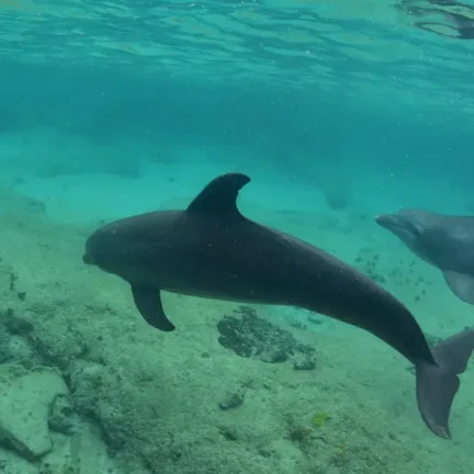 Best Dolphins Watching in Salalah trip