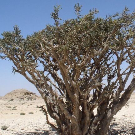 Tourist Attractions in Salalah,