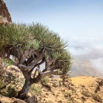 Tourist Attractions in Salalah,