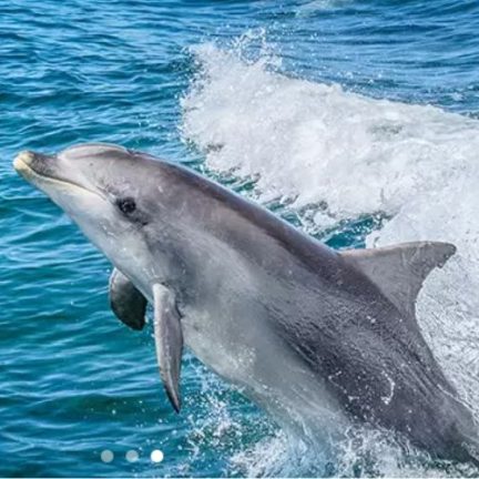 Dolphins Watching in Salalah trip
