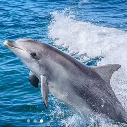 Dolphins Watching in Salalah trip